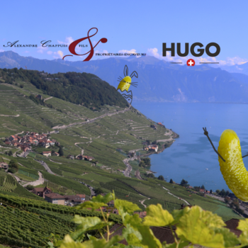 EIERTÜTSCH-PÄRS – HUGO X DOMAINE ALEXANDRE CHAPPUIS UND SÖHNE